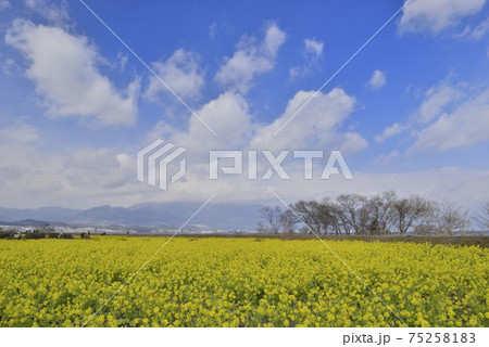 滋賀県守山市 第一なぎさ公園の菜の花の写真素材