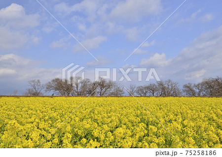 滋賀県守山市 第一なぎさ公園の菜の花の写真素材