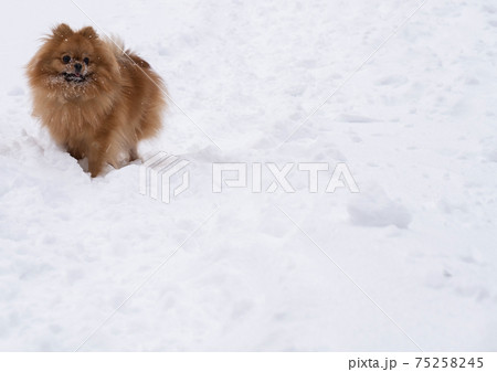 A Dog Of The Purebred Pomeranian Breed On The の写真素材