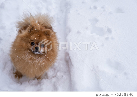 A Dog Of The Purebred Pomeranian Breed On The の写真素材