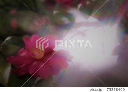 光を受けひそかに咲く山茶花 75258409