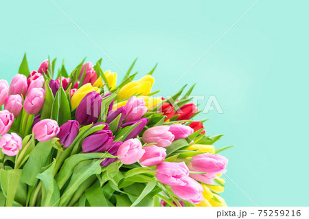 Tulip Flowers Spring bouquet turquoise background Tulip Flowers Spring bouquet turquoise background 75259216