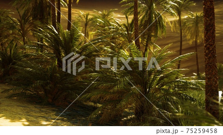 oasis with palm trees in desert 75259458