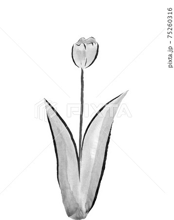 チューリップの花（墨の手描きイラスト）のイラスト素材 [75260316 ...