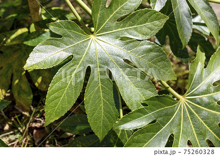 ヤツデの葉 75260328
