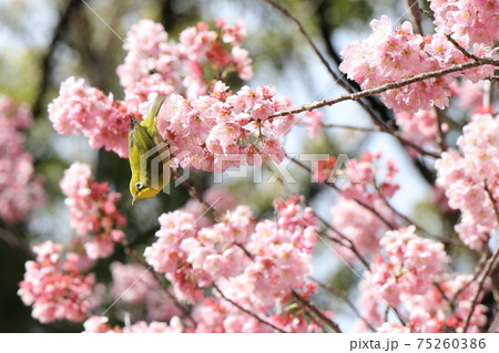 待ちわびた春 75260386