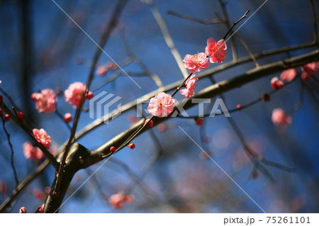 梅の花 梅の花 75261101