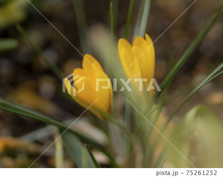早春の花クロッカス 早春の花クロッカス 75261252
