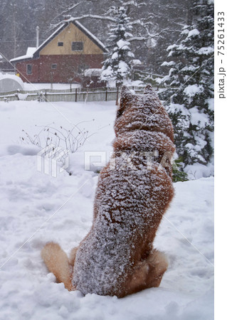 Husky dog sits under snowfall on the background of winter urban landscape, rear view. Husky dog sits under snowfall on the background of winter urban landscape, rear view. 75261433