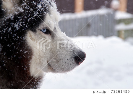 Closeup portrait of blue eyes husky dog in snow on winer background. 75261439