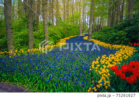 Colorful flowers and fresh tulips in the forest glade, Netherlands 75261627