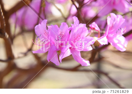 ツツジの花 品種 ハヤトミツバツツジの写真素材