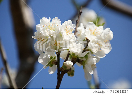晴れた日とカンパクの花 晴れた日とカンパクの花 75261834