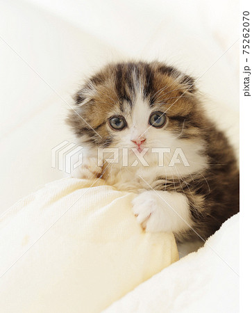 スコティッシュフォールドの長毛折れ耳の仔猫の写真素材