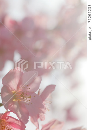 河津桜 河津桜 75262233