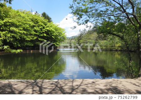 新緑、5月の軽井沢、雲場池 新緑、5月の軽井沢、雲場池 75262799