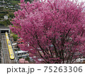 ドクターイエローとおかめ桜 75263306