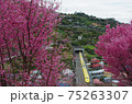 ドクターイエローとおかめ桜 75263307