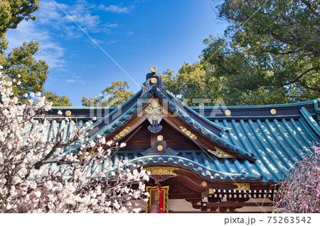 梅の花と神社 梅の花と神社 75263542