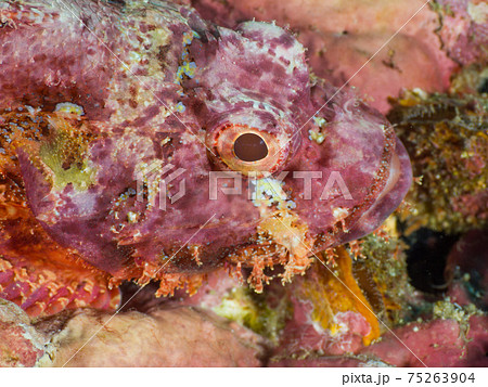 ビアデッドスコーピオンフィッシュ(カサゴの仲間)の横顔 (リチェリューロック、タイ王国) ビアデッドスコーピオンフィッシュ(カサゴの仲間)の横顔 (リチェリューロック、タイ王国) 75263904