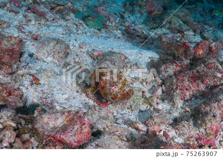 砂地で岩に擬態するニライカサゴ (リチェリューロック、スリン海洋国立公園、タイ王国) 75263907
