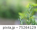 フレッシュハーブ、きれいなローズマリー 75264129