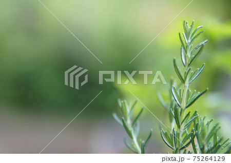 フレッシュハーブ、きれいなローズマリー 75264129