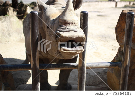 サイのえさやり サイ 動物園 サイのえさやり サイ 動物園 75264185