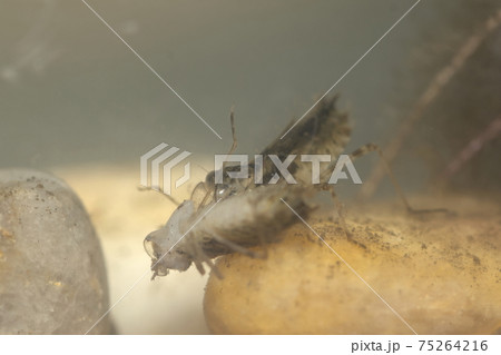 ヤゴの捕食の写真素材