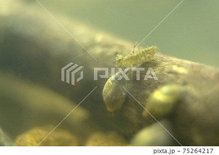 藻だらけのヤゴ 75264217