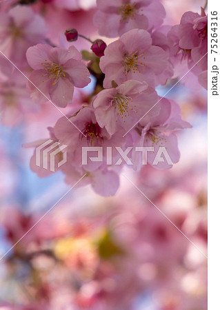 満開の桜・ヒザクラ 75264316