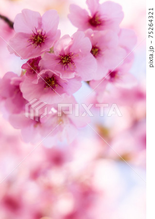 満開の桜・ヒザクラ 75264321