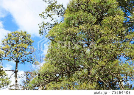 赤松　庭園　日本イメージ 75264403