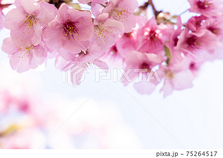 満開の桜・ヒザクラ 75264517