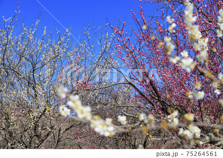 いなべ市梅林公園 いなべ市梅林公園 75264561