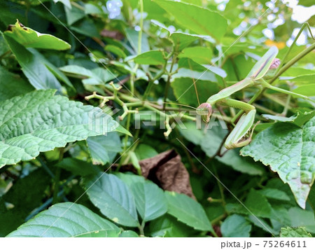 藪の中にいる緑色のカマキリ/The mantis 藪の中にいる緑色のカマキリ/The mantis 75264611