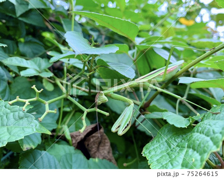 藪の中にいる緑色のカマキリ/The mantis 75264615