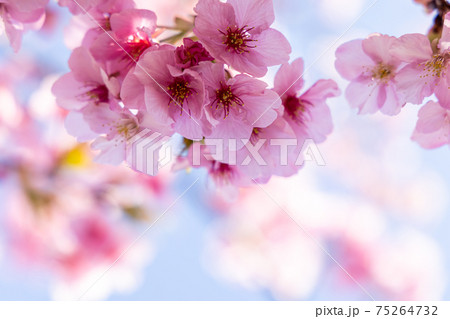 満開の桜・ヒザクラ 75264732