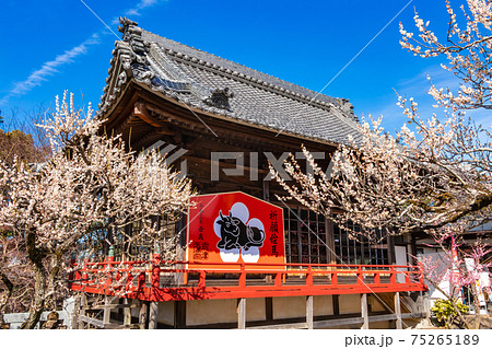 岩津天満宮、満開の梅〈愛知県岡崎市〉 75265189
