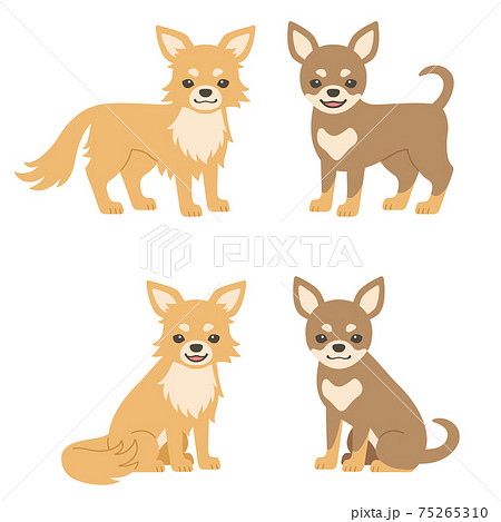 チワワのイラストのイラスト素材