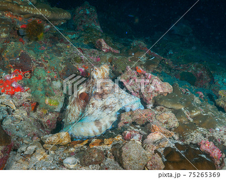 ガレ場の穴から半身をのぞかせるワモンダコ (リチェリューロック、スリン海洋国立公園、タイ王国) ガレ場の穴から半身をのぞかせるワモンダコ (リチェリューロック、スリン海洋国立公園、タイ王国) 75265369