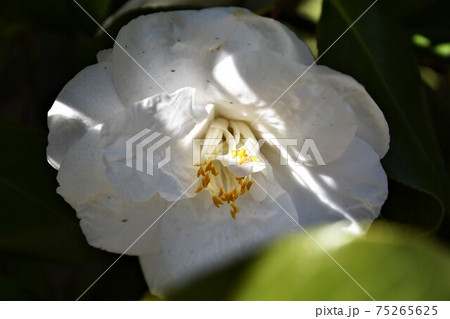 白い椿 冬の花 白い椿 冬の花 75265625