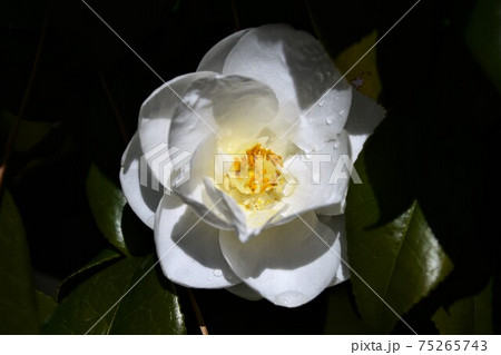 白い椿 冬の花 白い椿 冬の花 75265743