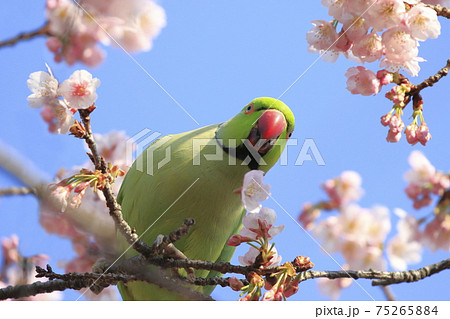 桜の花を食べる野生のワカケホンセイインコのオス 桜の花を食べる野生のワカケホンセイインコのオス 75265884