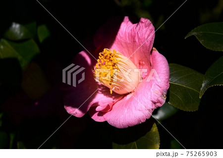 ピンクの椿　冬の花 75265903