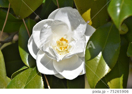 白い椿 冬の花 白い椿 冬の花 75265906