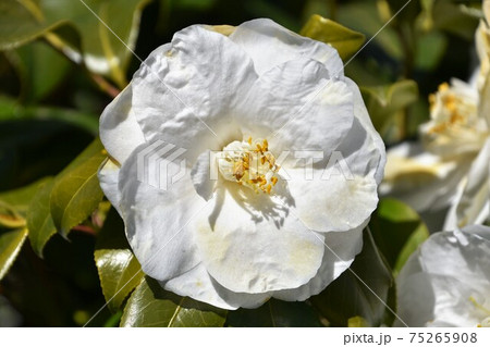 白い椿　冬の花 75265908