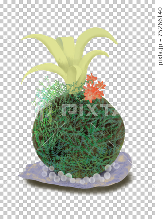 Succulent plant on Kokedama, a cool decoration of purple plates and glass balls 75266140