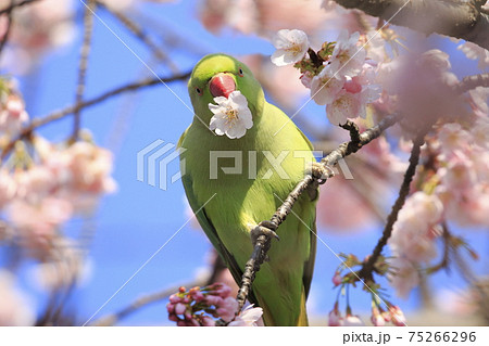 桜の花を食べる野生のワカケホンセイインコのメス 桜の花を食べる野生のワカケホンセイインコのメス 75266296