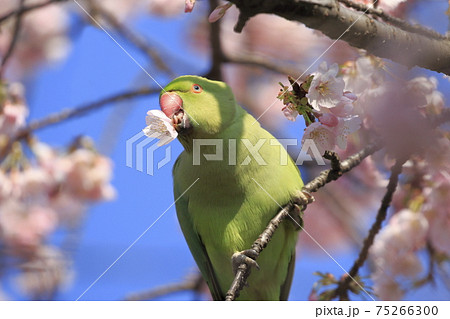 桜の花を食べる野生のワカケホンセイインコのメス　　　　 75266300